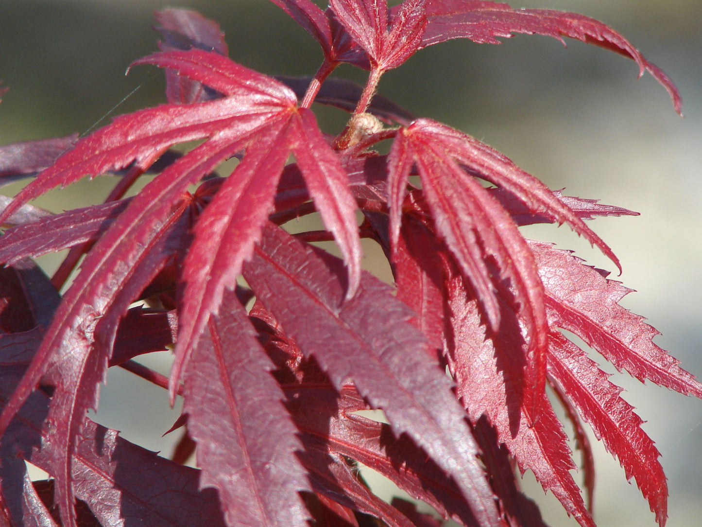 Acer palmatum 'Oregon Sunset' Japanese Maple