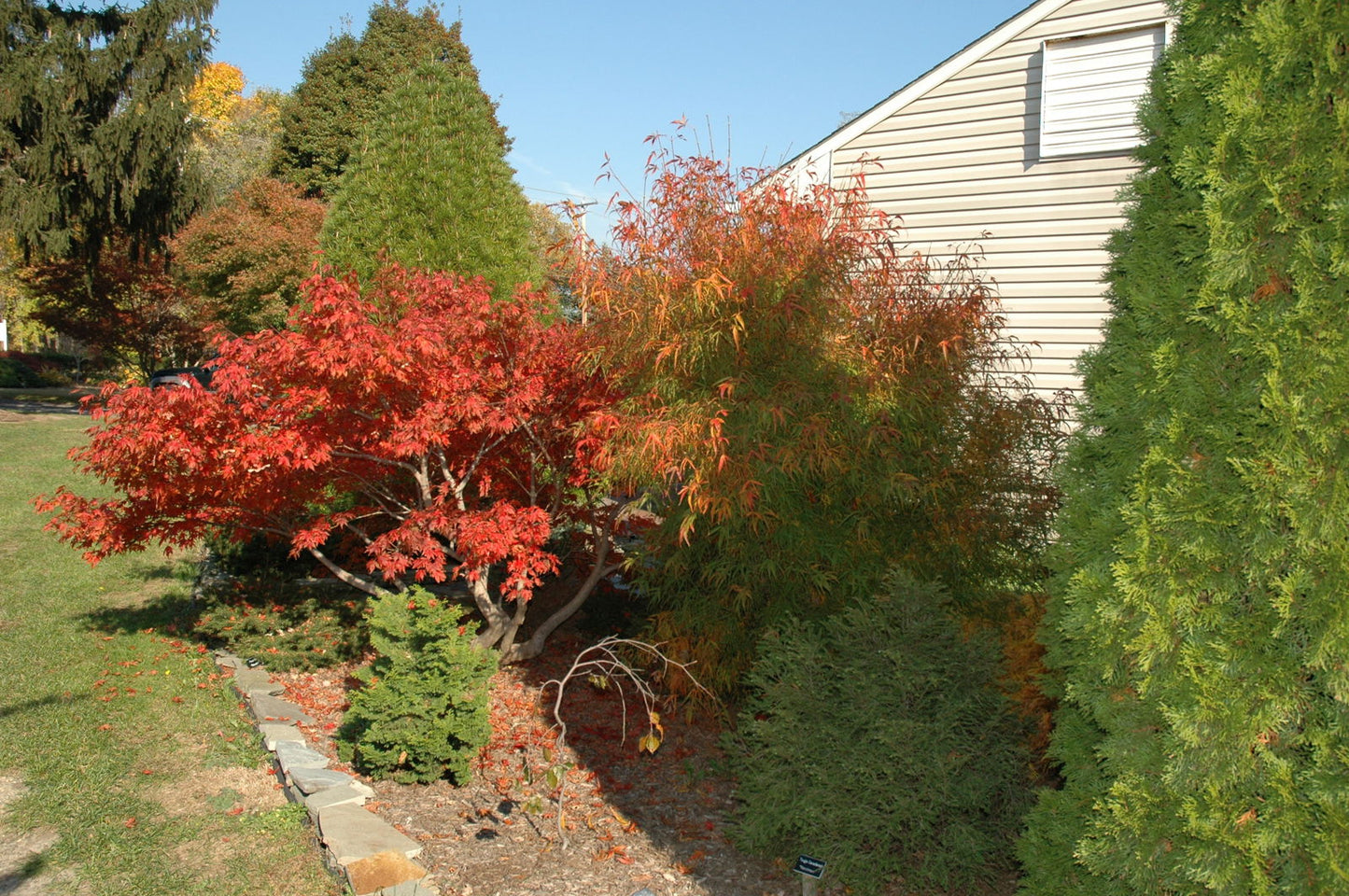 Acer palmatum 'Oregon Sunset' Japanese Maple