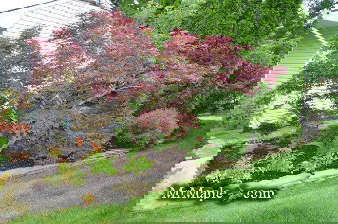 Acer palmatum 'Oregon Sunset' Japanese Maple