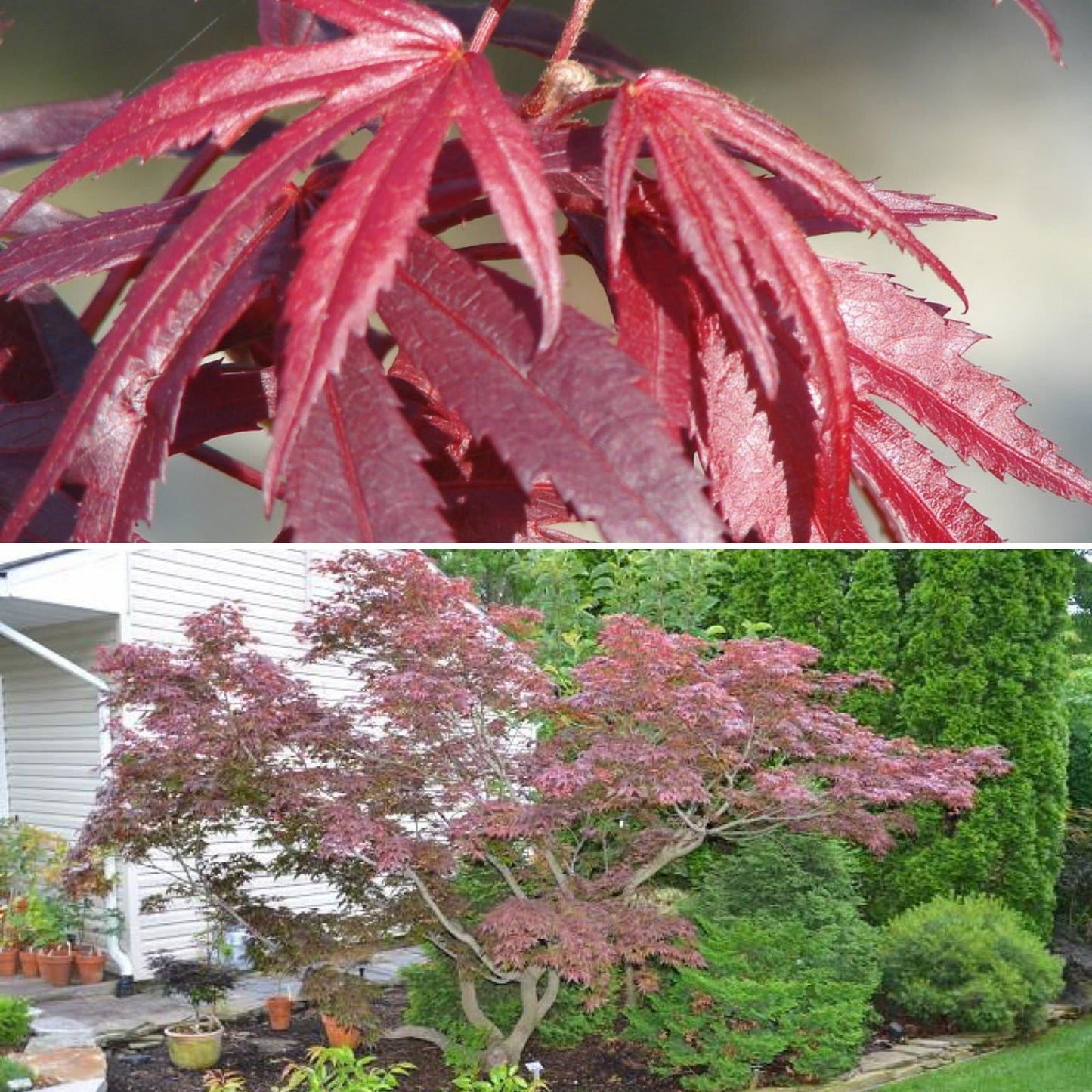 Acer palmatum 'Oregon Sunset' Japanese Maple
