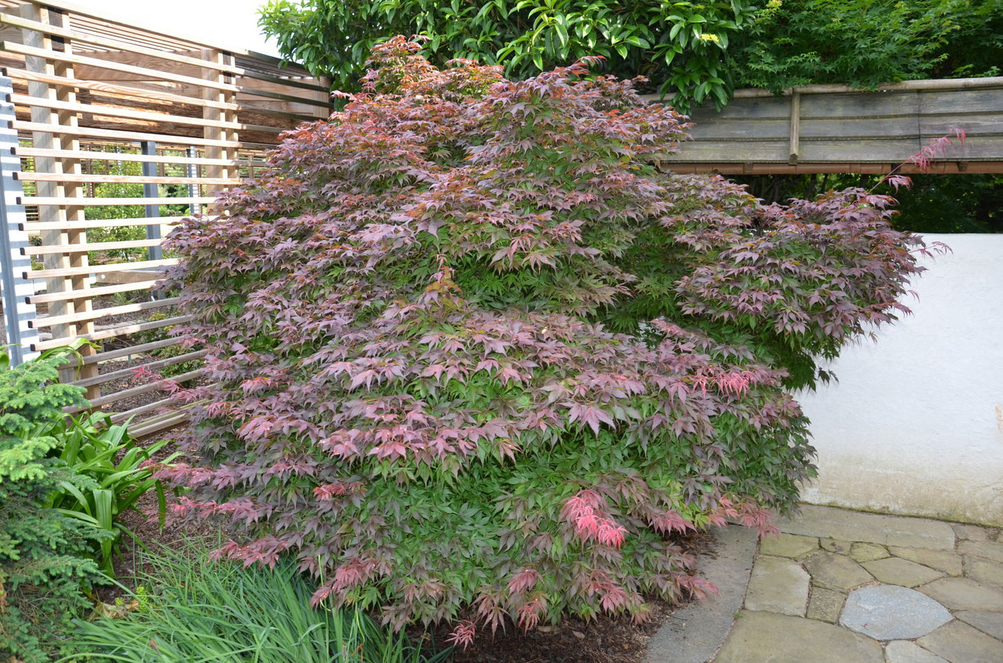 Acer palmatum 'Oregon Sunset' Japanese Maple