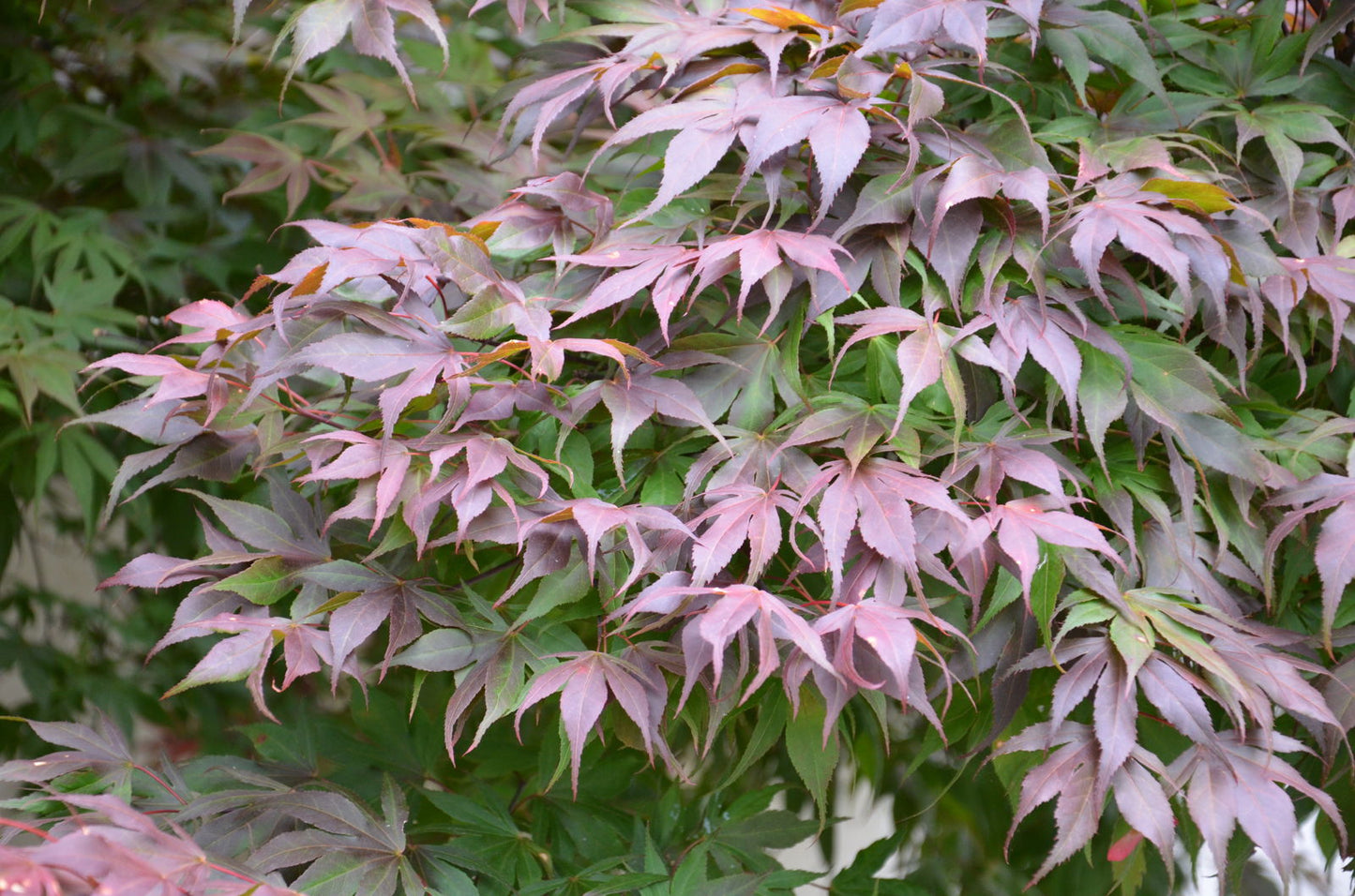 Acer palmatum 'Oregon Sunset' Japanese Maple