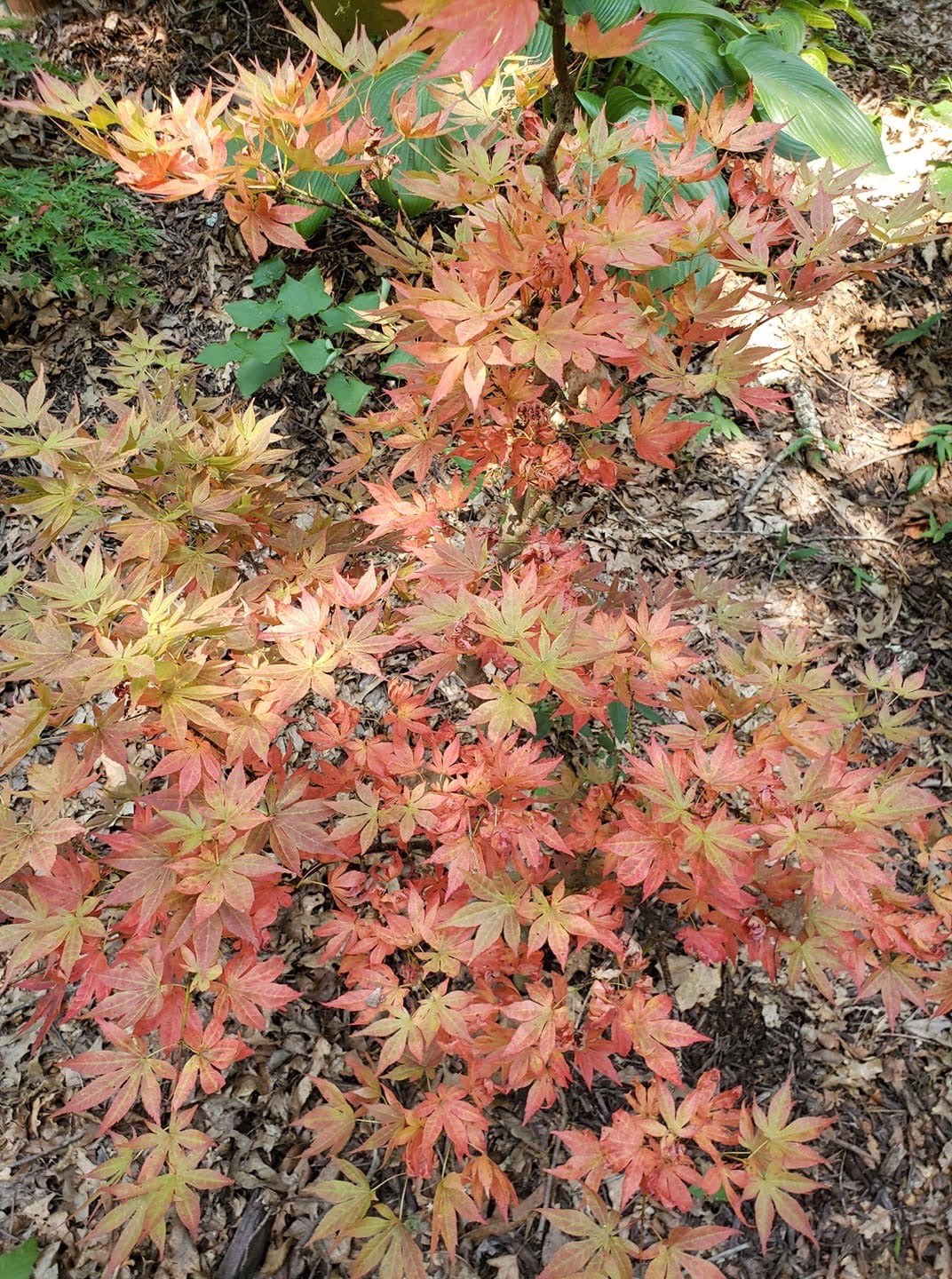 Acer palmatum 'Oregon Sunset' Japanese Maple