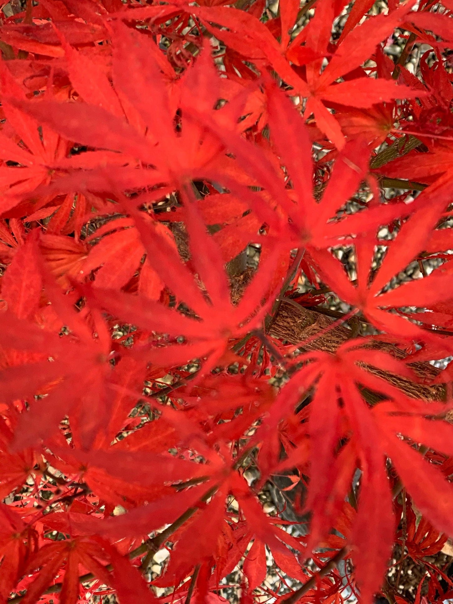 Acer palmatum 'Oregon Sunset' Japanese Maple
