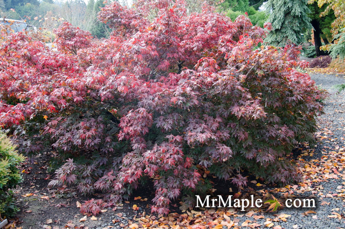 Acer palmatum 'Oregon Sunset' Japanese Maple