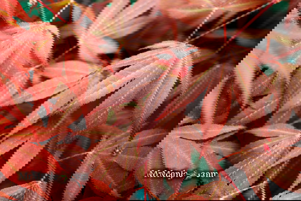 Acer palmatum 'Oregon Sunset' Japanese Maple