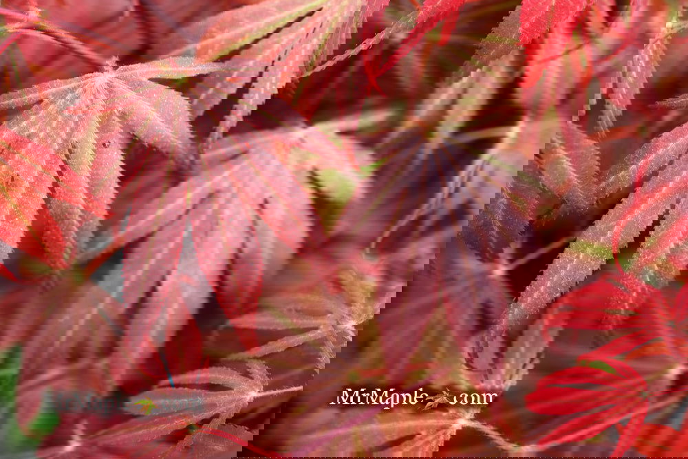 Acer palmatum 'Oregon Sunset' Japanese Maple