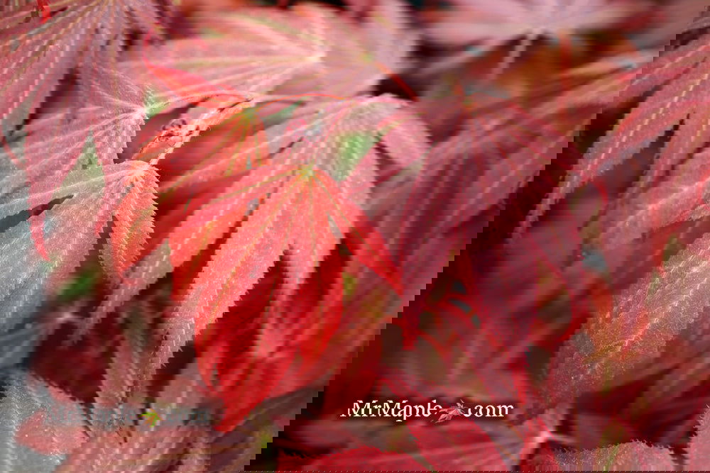 Acer palmatum 'Oregon Sunset' Japanese Maple
