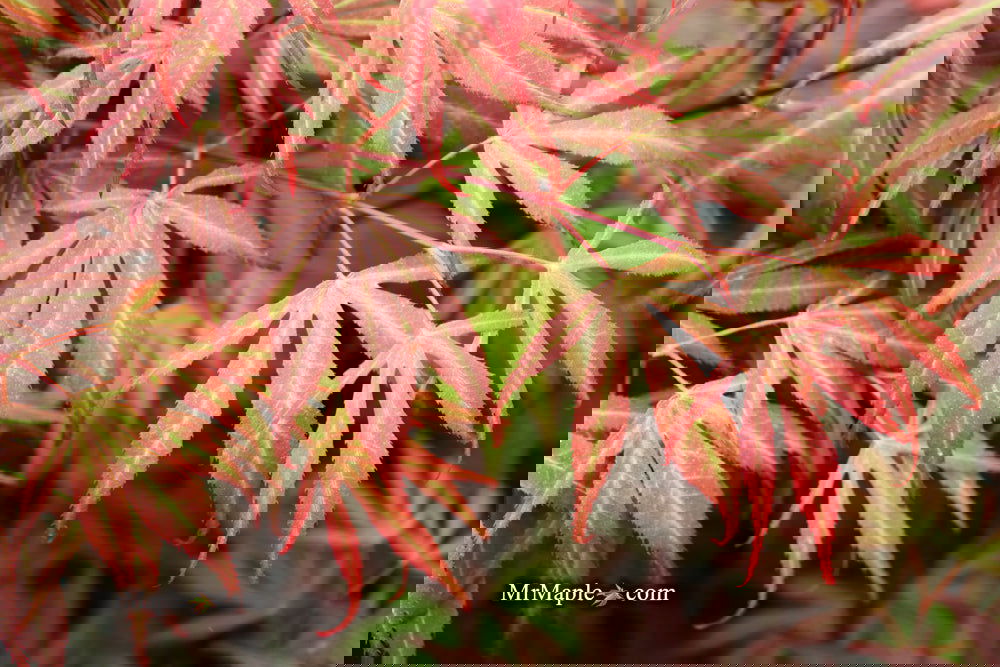 Acer palmatum 'Oregon Sunset' Japanese Maple