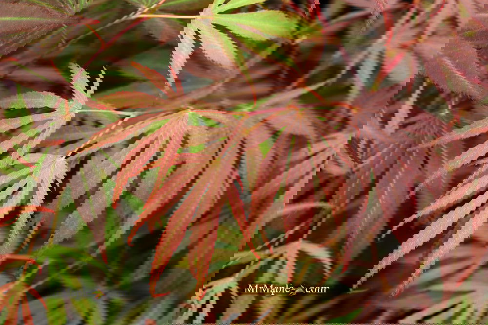 Acer palmatum 'Oregon Sunset' Japanese Maple