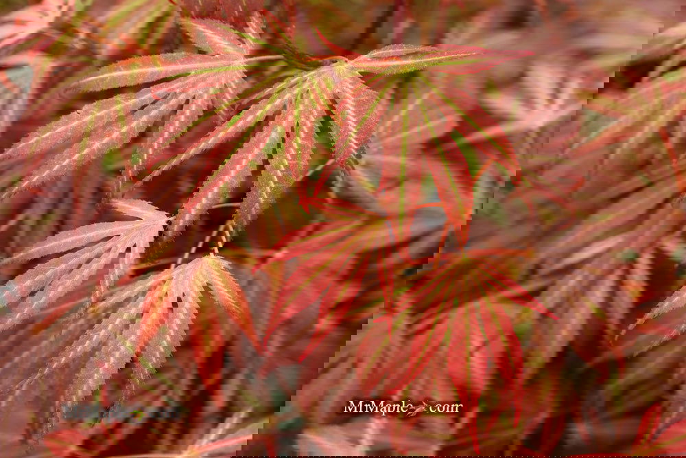 Acer palmatum 'Oregon Sunset' Japanese Maple