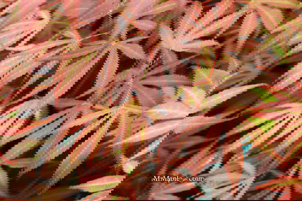 Acer palmatum 'Oregon Sunset' Japanese Maple