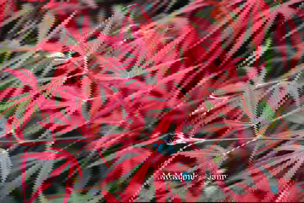 Acer palmatum 'Oregon Sunset' Japanese Maple
