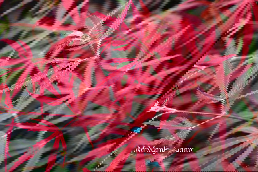 Acer palmatum 'Oregon Sunset' Japanese Maple