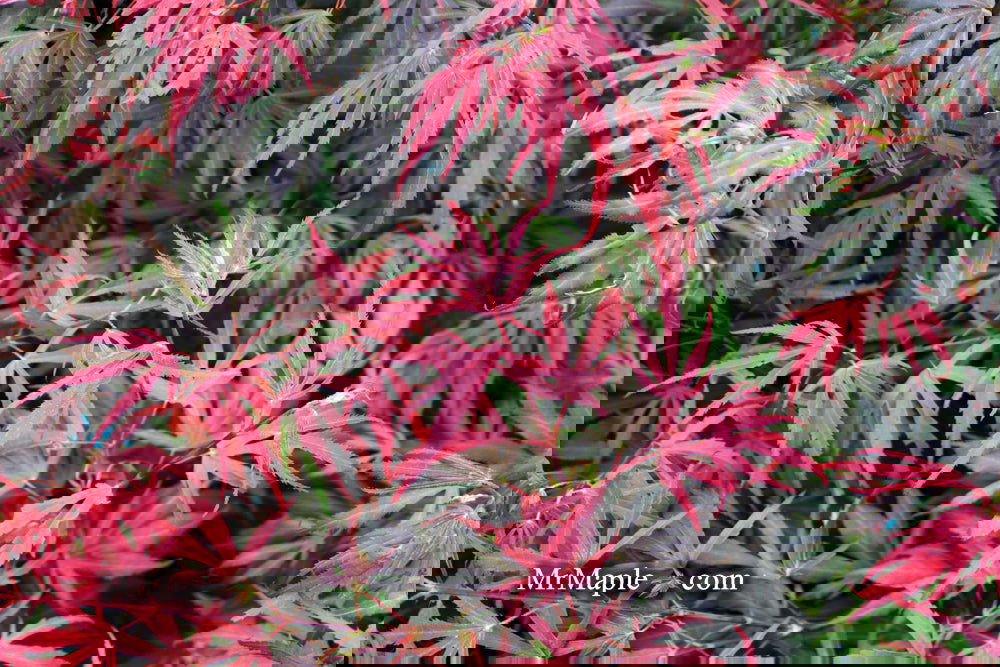 Acer palmatum 'Oregon Sunset' Japanese Maple