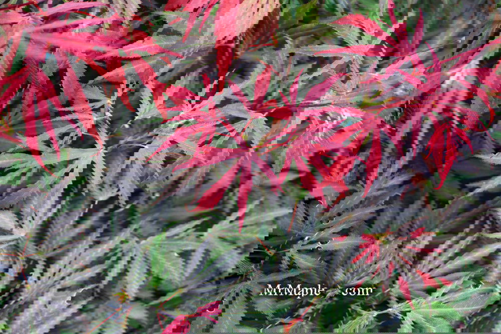 Acer palmatum 'Oregon Sunset' Japanese Maple