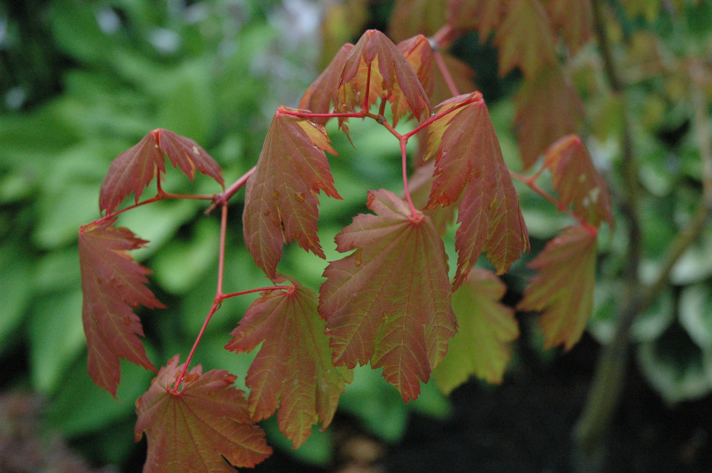 Acer japonicum 'Emmett's Pumpkin' Full Moon Japanese Maple