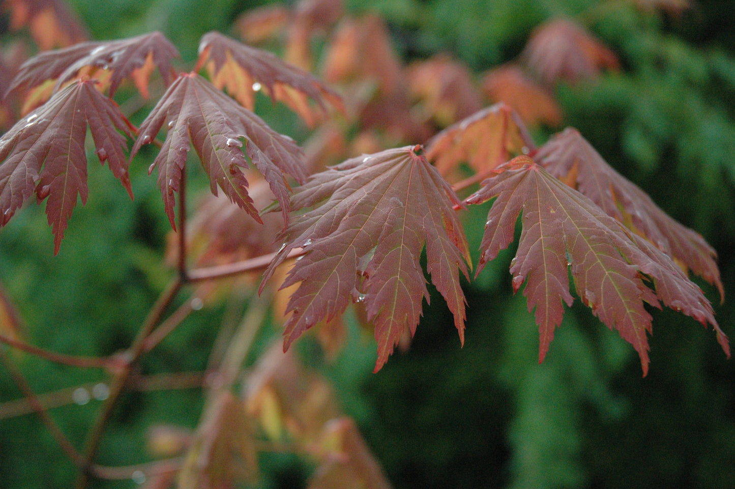 Acer japonicum 'Emmett's Pumpkin' Full Moon Japanese Maple
