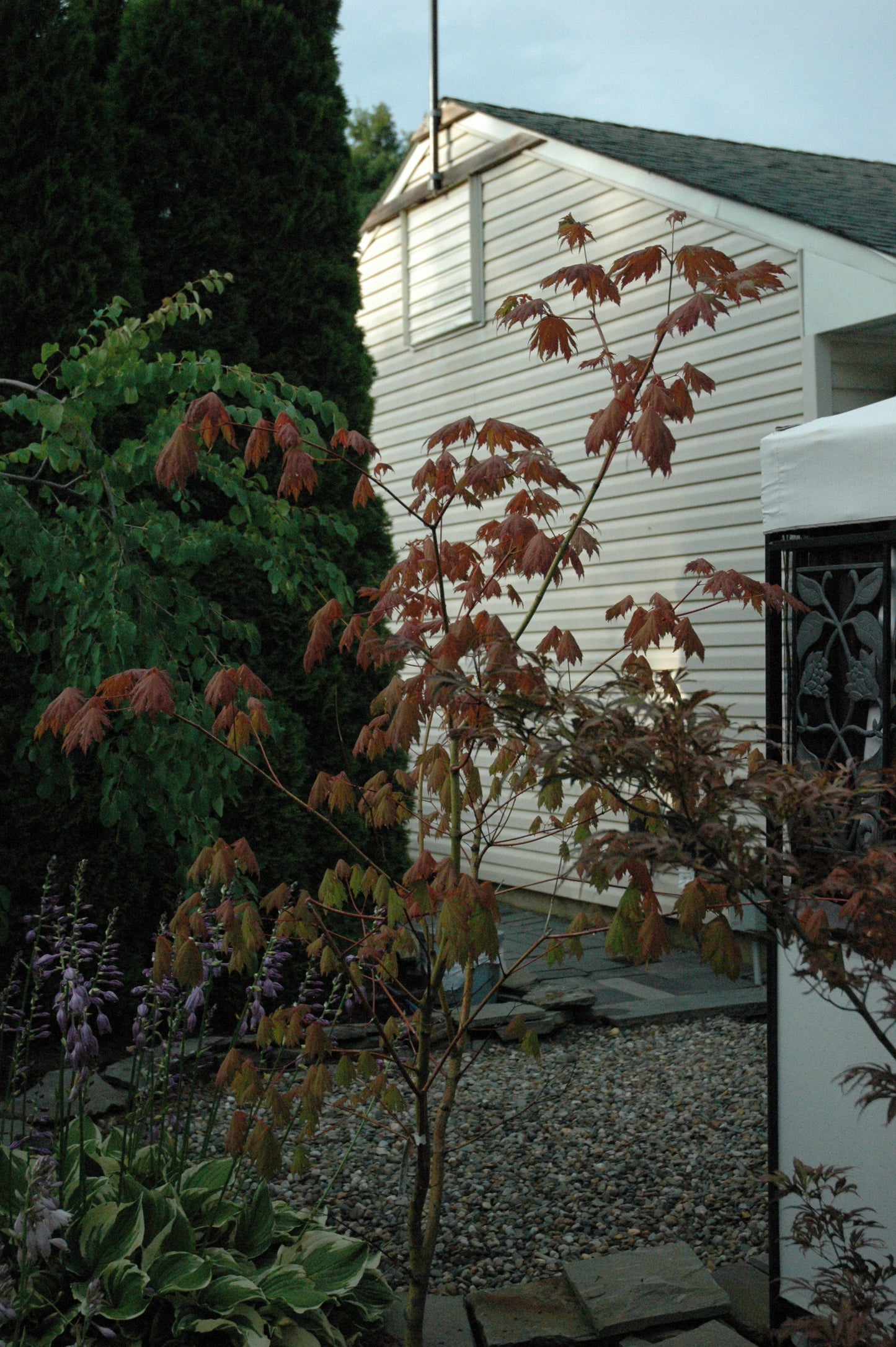 Acer japonicum 'Emmett's Pumpkin' Full Moon Japanese Maple