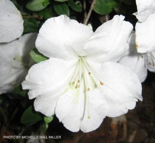 Azalea 'Dorothy Rees’ White Robin Hill Azalea