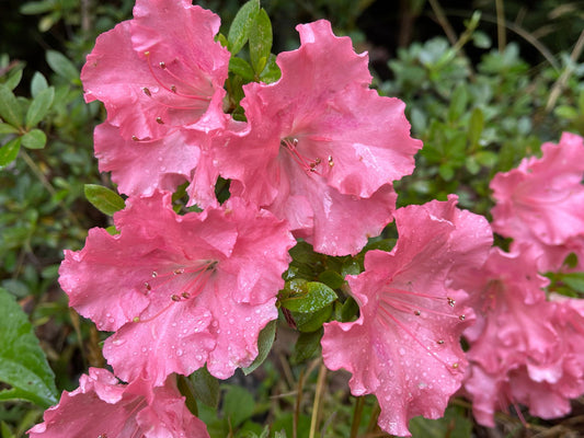 Azalea 'Gumpo Pink’ Light Pink Satsuki Azalea