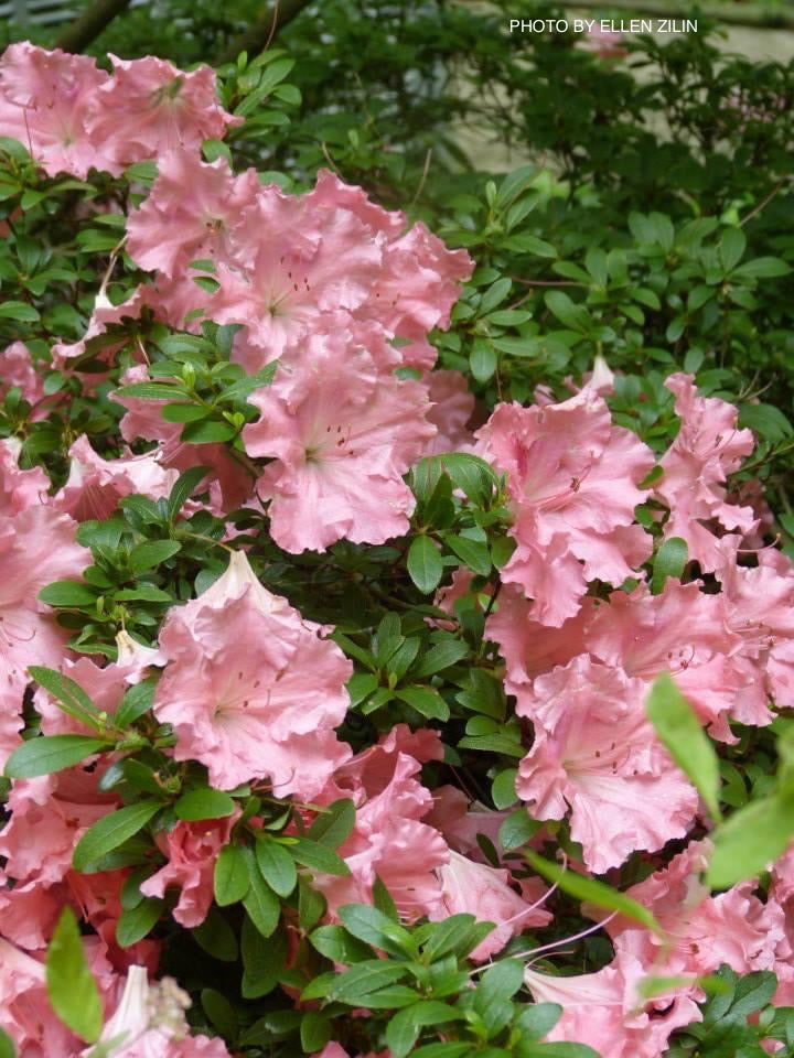 Azalea 'Gumpo Pink’ Light Pink Satsuki Azalea