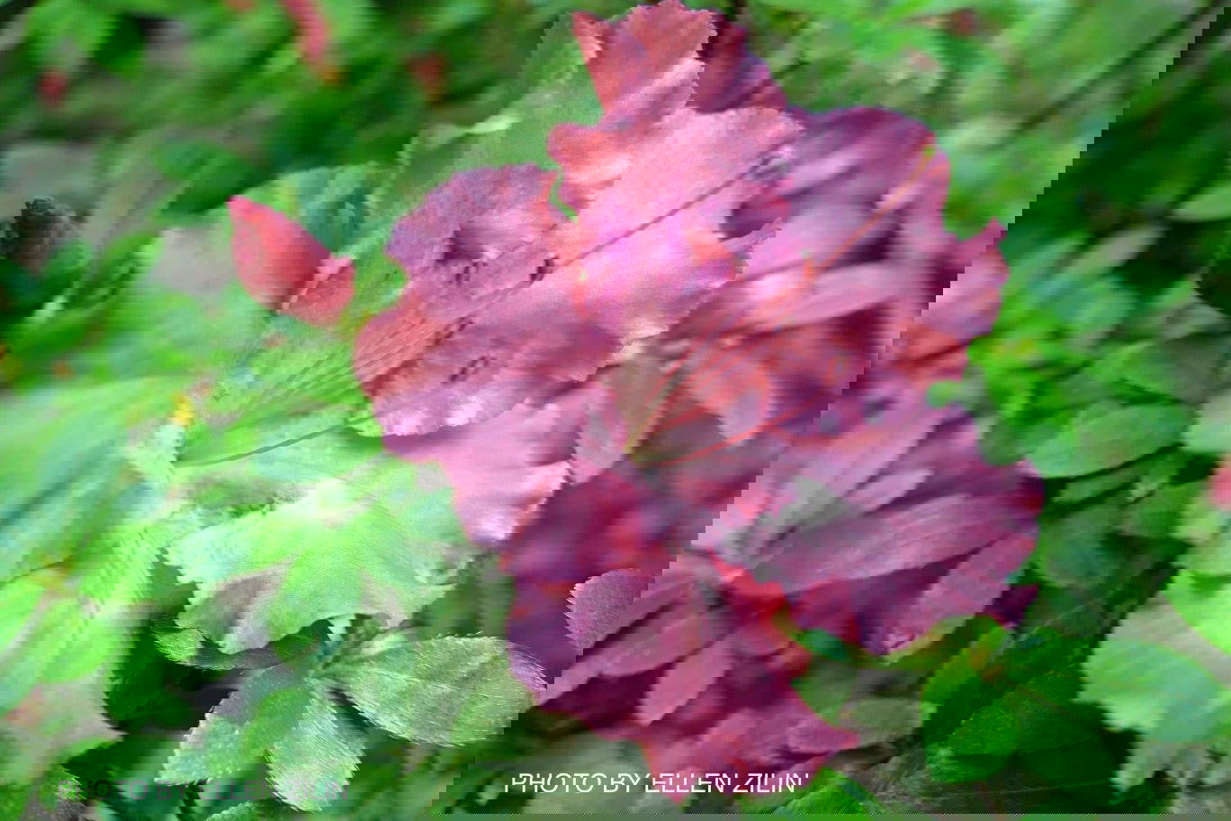 Azalea 'Gumpo Pink’ Light Pink Satsuki Azalea