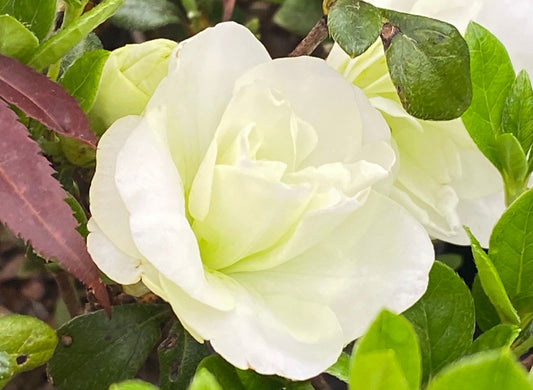 Azalea 'Hardy Gardenia’ Double White Flowering Azalea