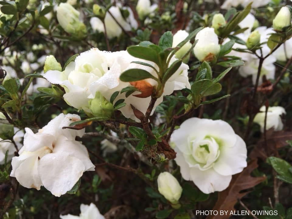 Azalea 'Hardy Gardenia’ Double White Flowering Azalea