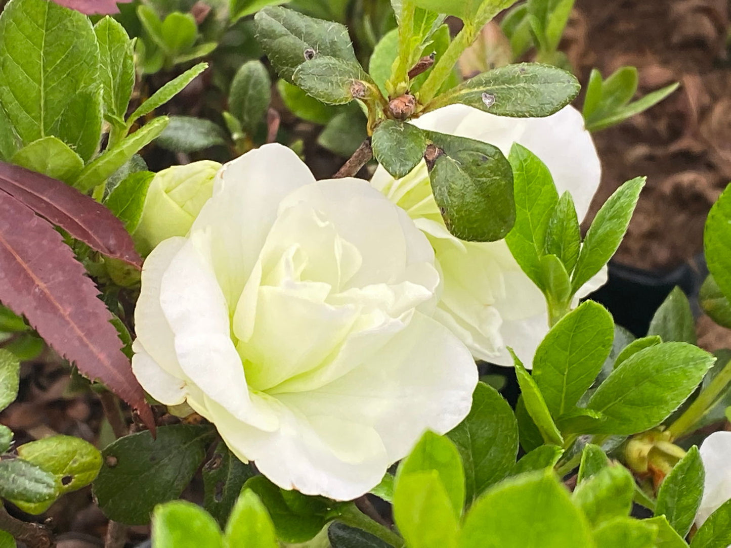 Azalea 'Hardy Gardenia’ Double White Flowering Azalea