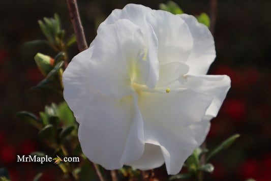 Azalea 'Hardy Gardenia’ Double White Flowering Azalea