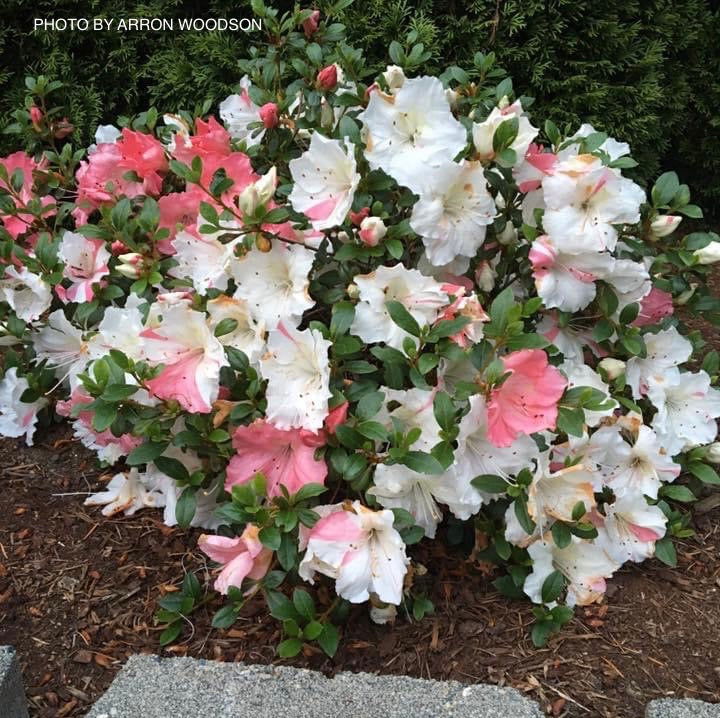 Azalea 'Hilda Niblett’ Variegated Robin Hill Azalea