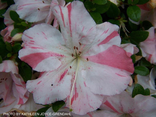 Azalea 'Hilda Niblett’ Variegated Robin Hill Azalea