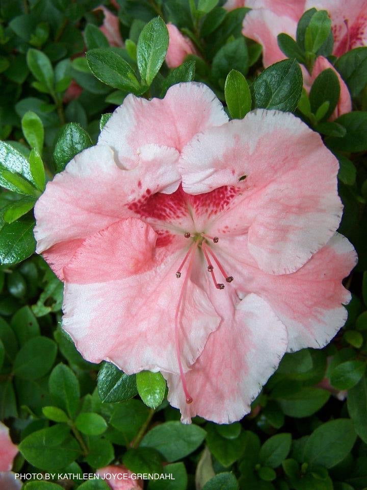 Azalea 'Hilda Niblett’ Variegated Robin Hill Azalea