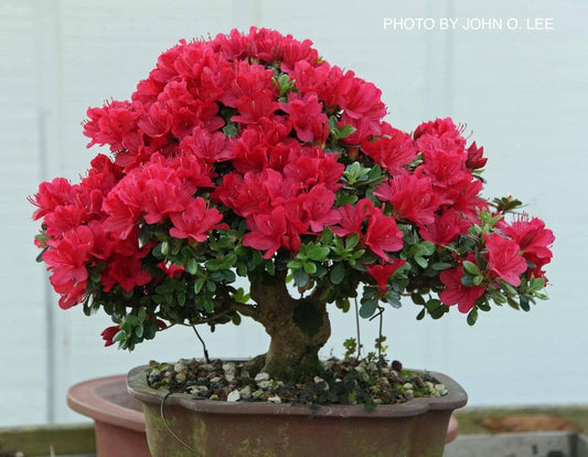 Azalea 'Hino Crimson’ Red Flowering Kurume Azalea