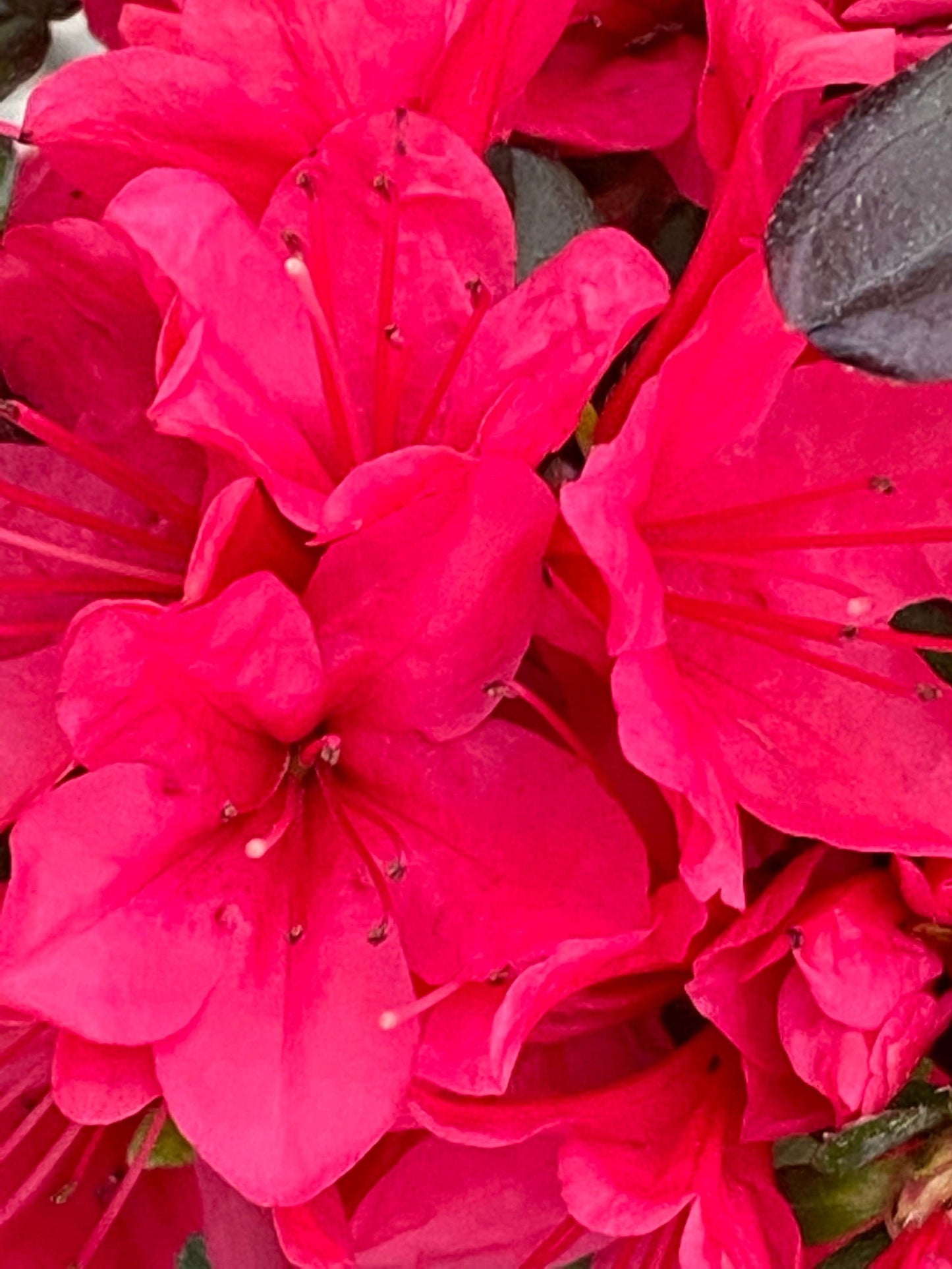 Azalea 'Hino Crimson’ Red Flowering Kurume Azalea