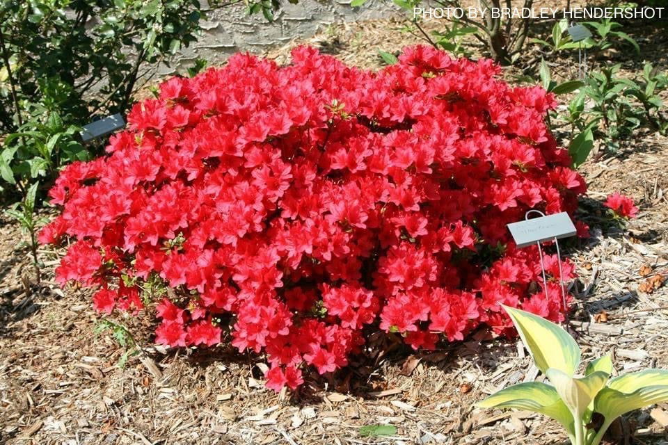 Azalea 'Hino Crimson’ Red Flowering Kurume Azalea