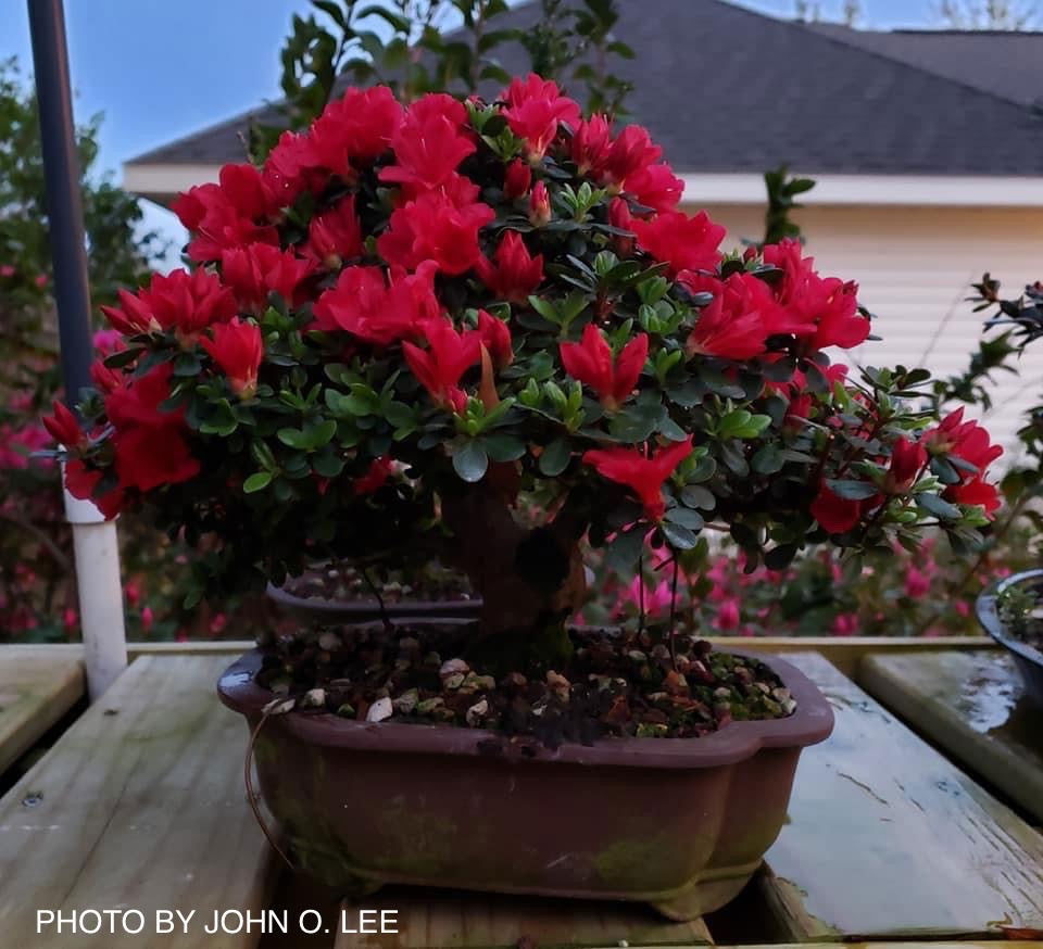 Azalea 'Hino Crimson’ Red Flowering Kurume Azalea