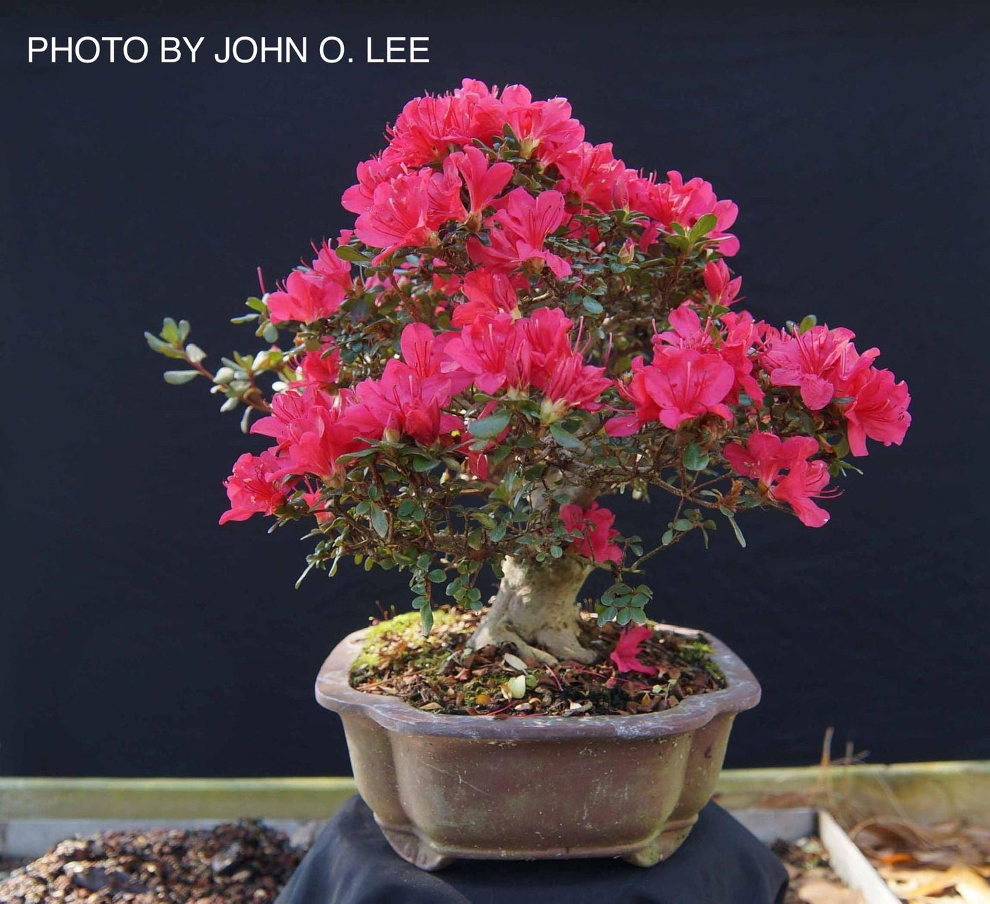 Azalea 'Hino Crimson’ Red Flowering Kurume Azalea