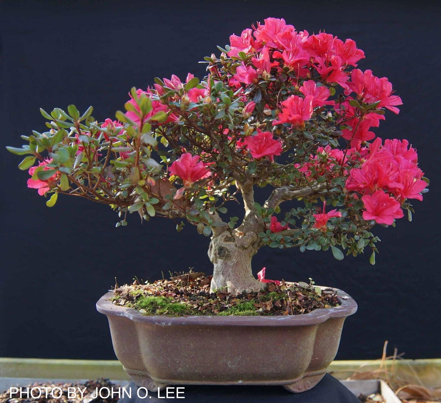 Azalea 'Hino Crimson’ Red Flowering Kurume Azalea