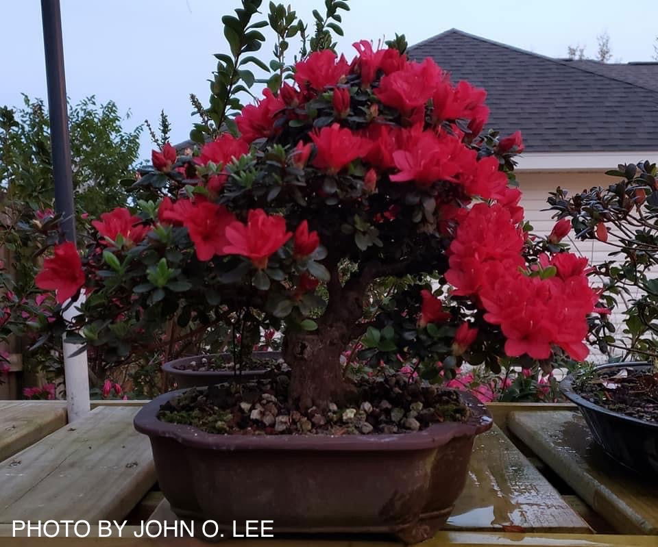 Azalea 'Hino Crimson’ Red Flowering Kurume Azalea