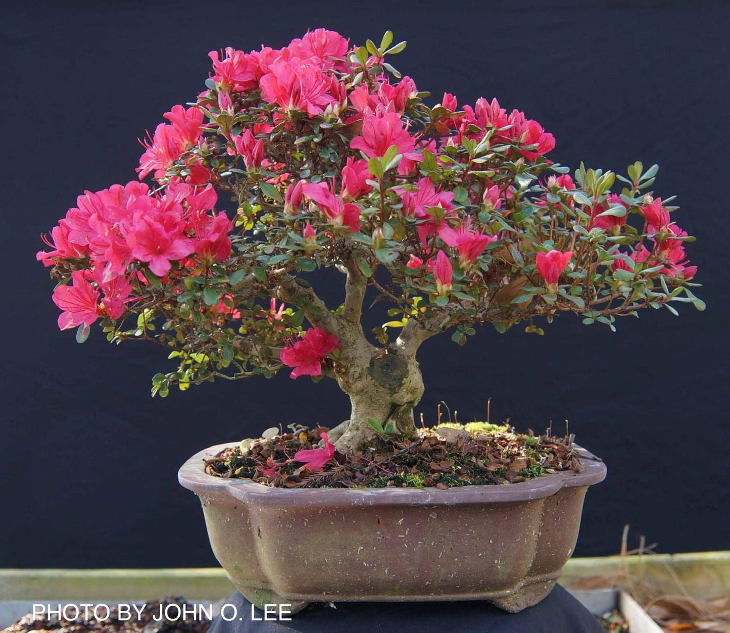Azalea 'Hino Crimson’ Red Flowering Kurume Azalea