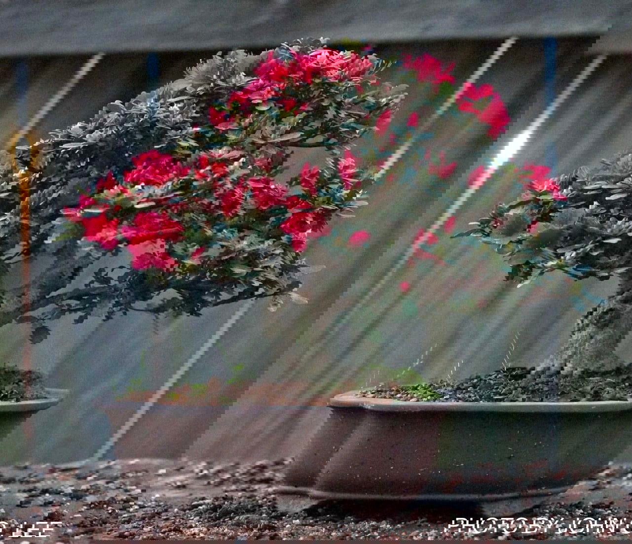 Azalea 'Hino Crimson’ Red Flowering Kurume Azalea