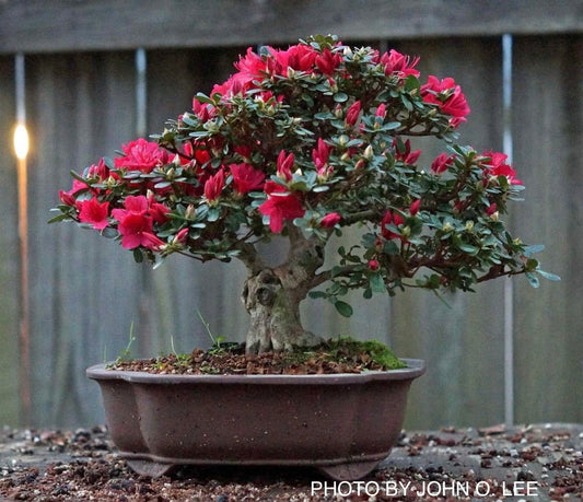 Azalea 'Hino Crimson’ Red Flowering Kurume Azalea