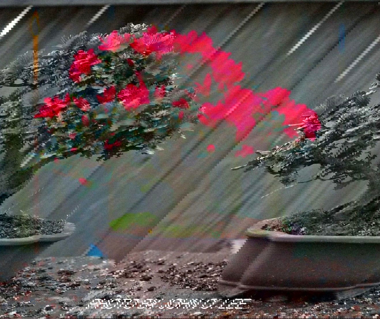 Azalea 'Hino Crimson’ Red Flowering Kurume Azalea