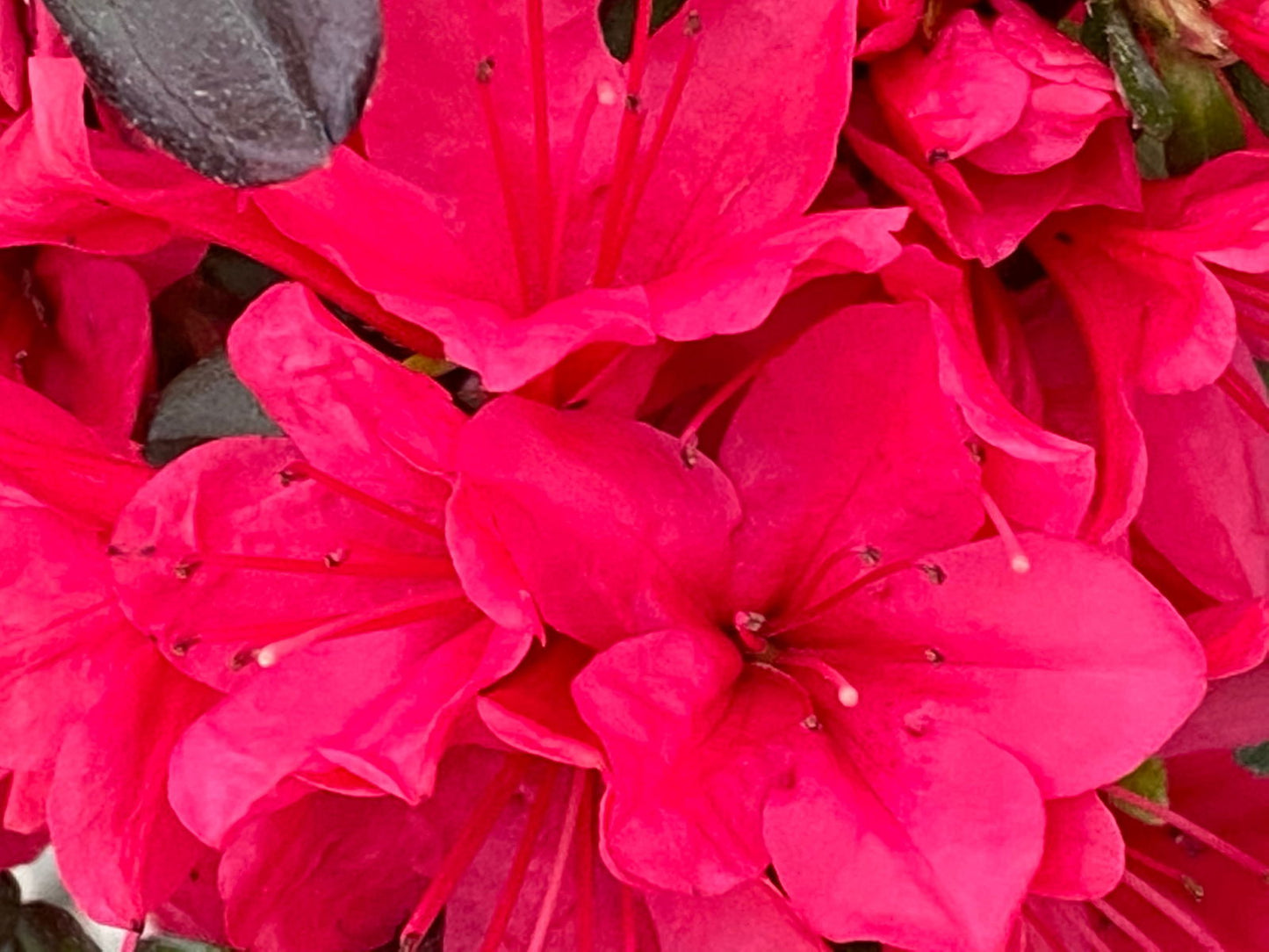 Azalea 'Hino Crimson’ Red Flowering Kurume Azalea