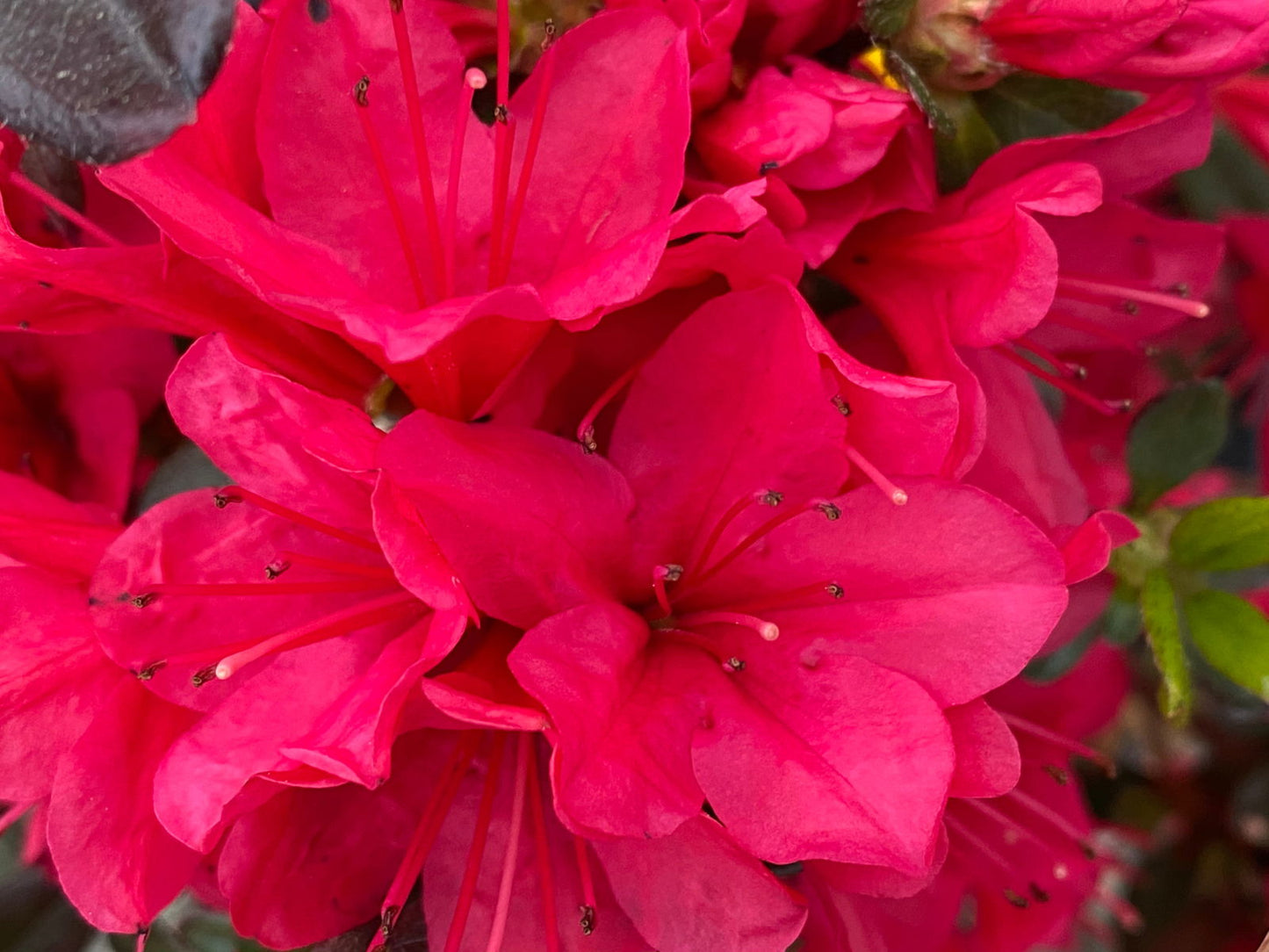 Azalea 'Hino Crimson’ Red Flowering Kurume Azalea