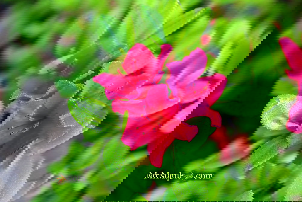 Azalea 'Hino Crimson’ Red Flowering Kurume Azalea