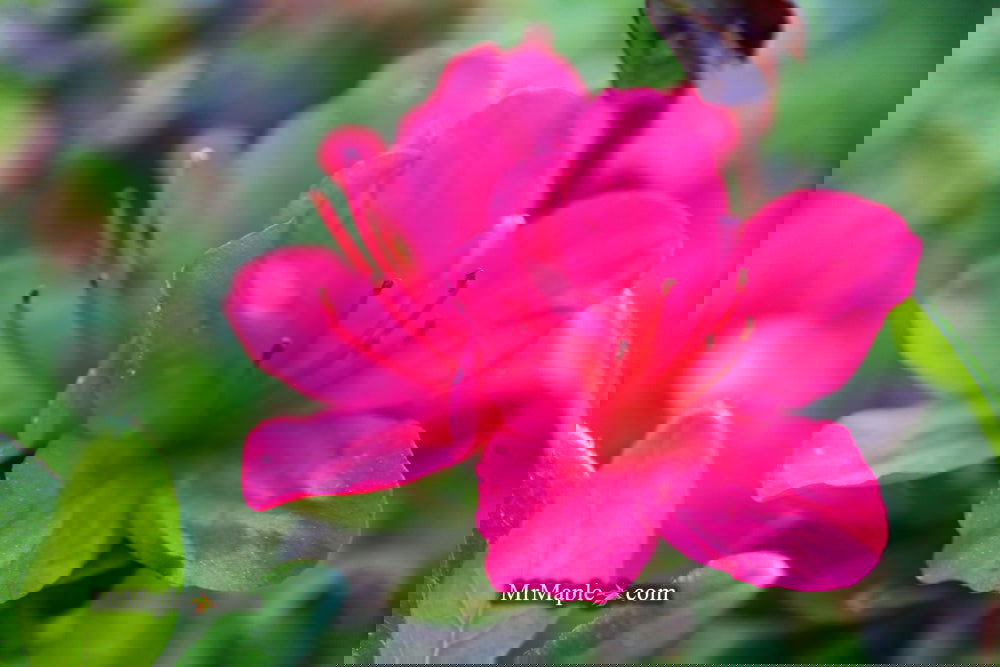 Azalea 'Hino Crimson’ Red Flowering Kurume Azalea