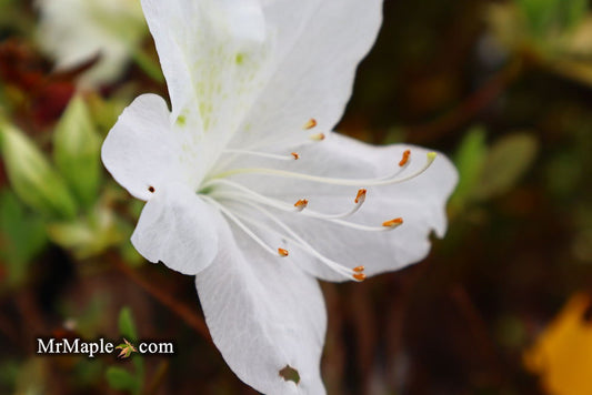 Azalea 'Irish Cream’ Holly Springs White Azalea